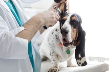 Midsection of doctor examining dog’s ear with otoscope equipment at veterinary clinic