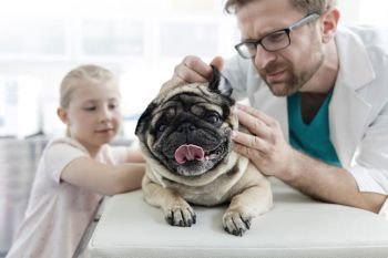 Doctor examining pug’s ear with girl standing in veterinary clinic