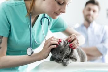 Doctor examining Russian Blue cat’s ear on bed at veterinary clinic
