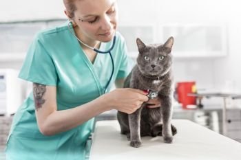 Doctor examining Russian blue cat with stethoscope at veterinary clinic