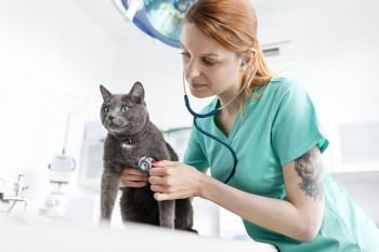 Doctor examining cat with stethoscope at veterinary clinic