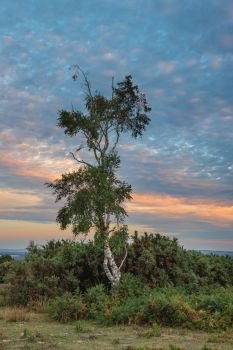 Beautiful Summer sunset landscape image of solo tree in forest with colorful cloud formations