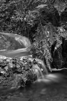 Beautiful detail image of river flowing over small rocks and foliage in Autumn landscape in black and white