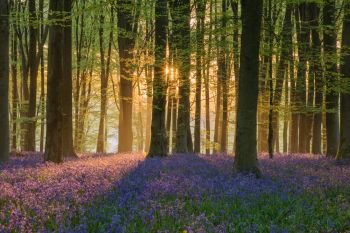 Beautiful bluebell forest landscape image in morning sunlight in Spring