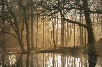 Stunning landscape image of still stream in Lake District forest with beautiful sun beams and glow behind the trees reflected in the still water