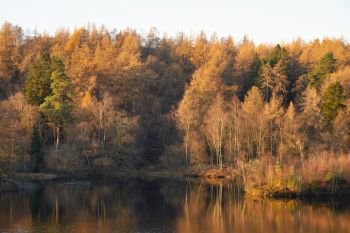 Stunning landscape image of Tarn Hows in Lake District during beautiful Autumn Fall evening sunset with vibrant colours and still waters