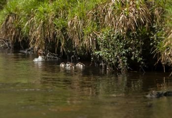 Female Gossander Mergus Merganser and ducklings swimming on River Teign in England in Spring