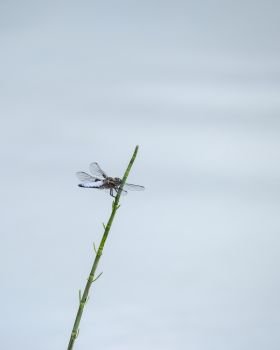 Beautiful image of male Broad Bodied Chaser dragonfly Libellula Depressa on reed in water during Summer months