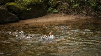Female Gossander Mergus Merganser and ducklings swimming on River Teign in England in Spring