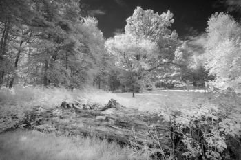 Beautiful infra red landscape image of forest in English countryside in Summer with false color processing
