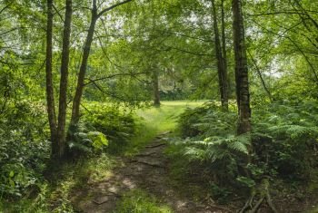 Beautiful Summer landscape image of lush green forest trees and foliage in English countryside