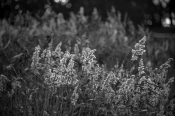 Black and white Beautiful shallow depth of field landscape image of grass reeds at lakeside during sunrise with golden light