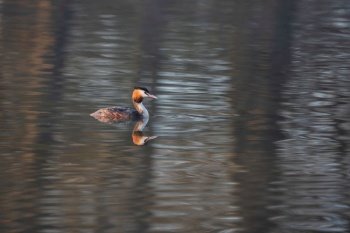 Beautiful image of Great Crested Grebes Podiceps Aristatus during mating season in Spring on misty calm lake surface