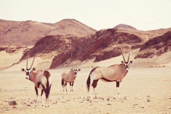 oryx in Namibian desert