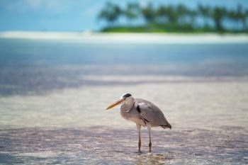 Grey Heron stands on the beach on Maldives island