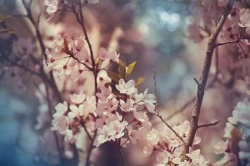 Blossoming tree in the Spring garden. Spring conceptual background.