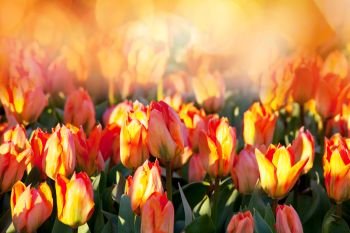 Group of colorful tulip in spring garden.  Bright colorful tulip photo background. Amazing spring concept and background.