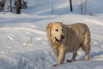 Dog in winter forest