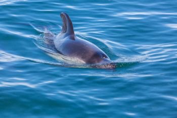 Dolphin in ocean, Argentina