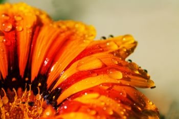 Close up on orange flower  with water drops