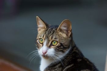 adult domestic cat portrait close up