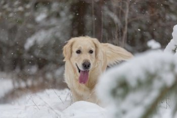 dog in the winter in the snow