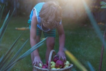 the little boy is harvesting the fall harvest in the garden