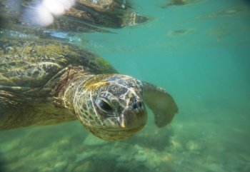 Giant sea turtle underwater in ocean