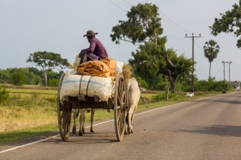 Traditional ox cart on the countryside road, Sri Lanka