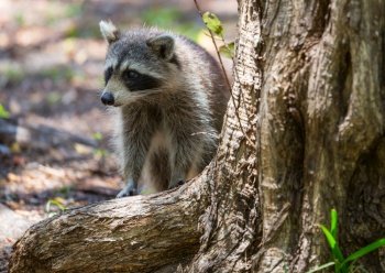 Raccoon in the summer forest