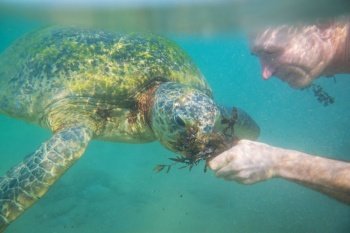 Boy swimming with a giant sea turtle in the ocean in Sri Lanka