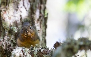 Wild squirrel in the forest close up