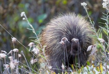 Wild porcupine crossing the Alaska Highway in summer time. Canada.