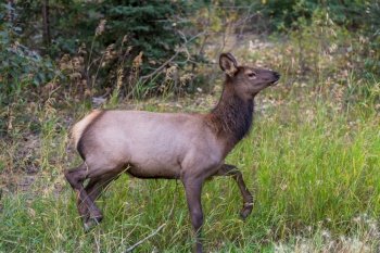 Mountain Bull Elk , Colorado, USA