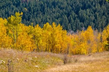Autumn aspen trees in Colorado, USA. 