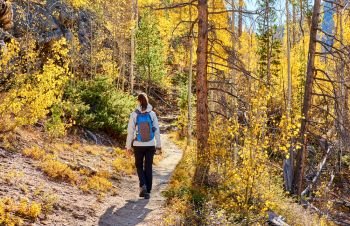 Woman tourist walking on trail in aspen grove at autumn in Rocky Mountain National Park. Colorado, USA. 