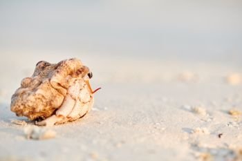 Hermit crab on a beach at Maldives