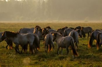 Herd of horses grazing in a meadow in the mist. Horses in a foggy meadow in autumn. Horses and foggy morning in Kemeri National Park, Latvia. Wild horses grazing in the meadow on misty summer morning.