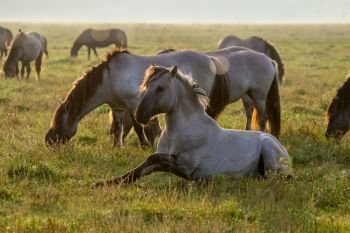 Herd of horses grazing in a meadow in the mist. Horses in a foggy meadow in autumn. Horses and foggy morning in Kemeri National Park, Latvia. Wild horses grazing in the meadow on misty summer morning.