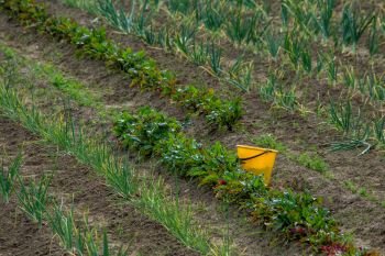 Rural view with yellow bucket on the treated field. Yellow bucket in furrow. Beet and onion furrows in Latvia.