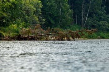 Forest with a dead and broken spruce tree on the river shore in Latvia. The Gauja is the longest river in Latvia, which is located only in the territory of Latvia. 

