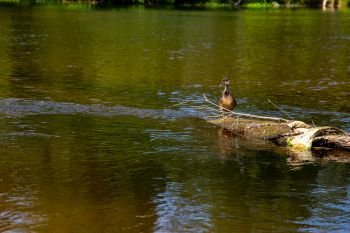 Duck swimming in the river Gauja. Duck on the wooden log in the middle of the river Gauja in Latvia. Duck is a waterbird with a broad blunt bill, short legs, webbed feet, and a waddling gait.