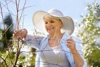 gardening and people concept - happy senior woman with pruner taking care of flowers at summer garden. senior woman with garden pruner and flowers