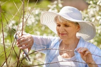 gardening and people concept - happy senior woman with pruner taking care of flowers at summer garden. senior woman with garden pruner and flowers