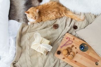 pets, hygge and christmas concept - red tabby cat lying on blanket with gift, oatmeal cookies and candle at home. red cat lying in bed with christmas gift at home