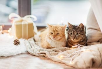 pets, christmas and hygge concept - two cats lying on window sill with blanket and present at home. cats lying on windowsill with blanket at christmas