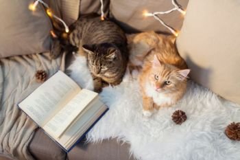 pets, christmas and hygge concept - two cats lying on sofa with book and sheepskin at home in winter. two cats lying on sofa with book at home
