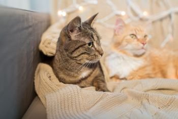 pets, christmas and hygge concept - two cats lying on sofa at home in winter. two cats lying on sofa at home