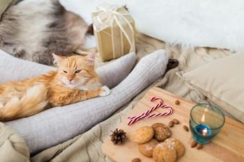 pets, hygge and christmas concept - red tabby cat lying on owner feet with gift, oatmeal cookies and candle at home. red cat lying on owner feet in bed at christmas