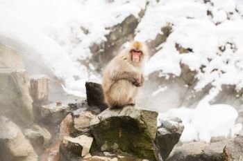 animals, nature and wildlife concept - japanese macaques or snow monkeys at hot spring edge of jigokudani park. japanese macaques or snow monkeys at hot spring